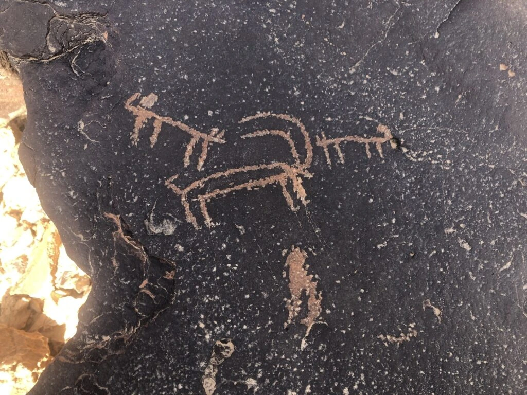 Bouquetin et autres animaux, Désert de Néguev, Israël