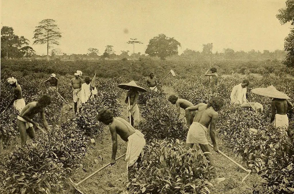 Travailleurs à Assam, Inde