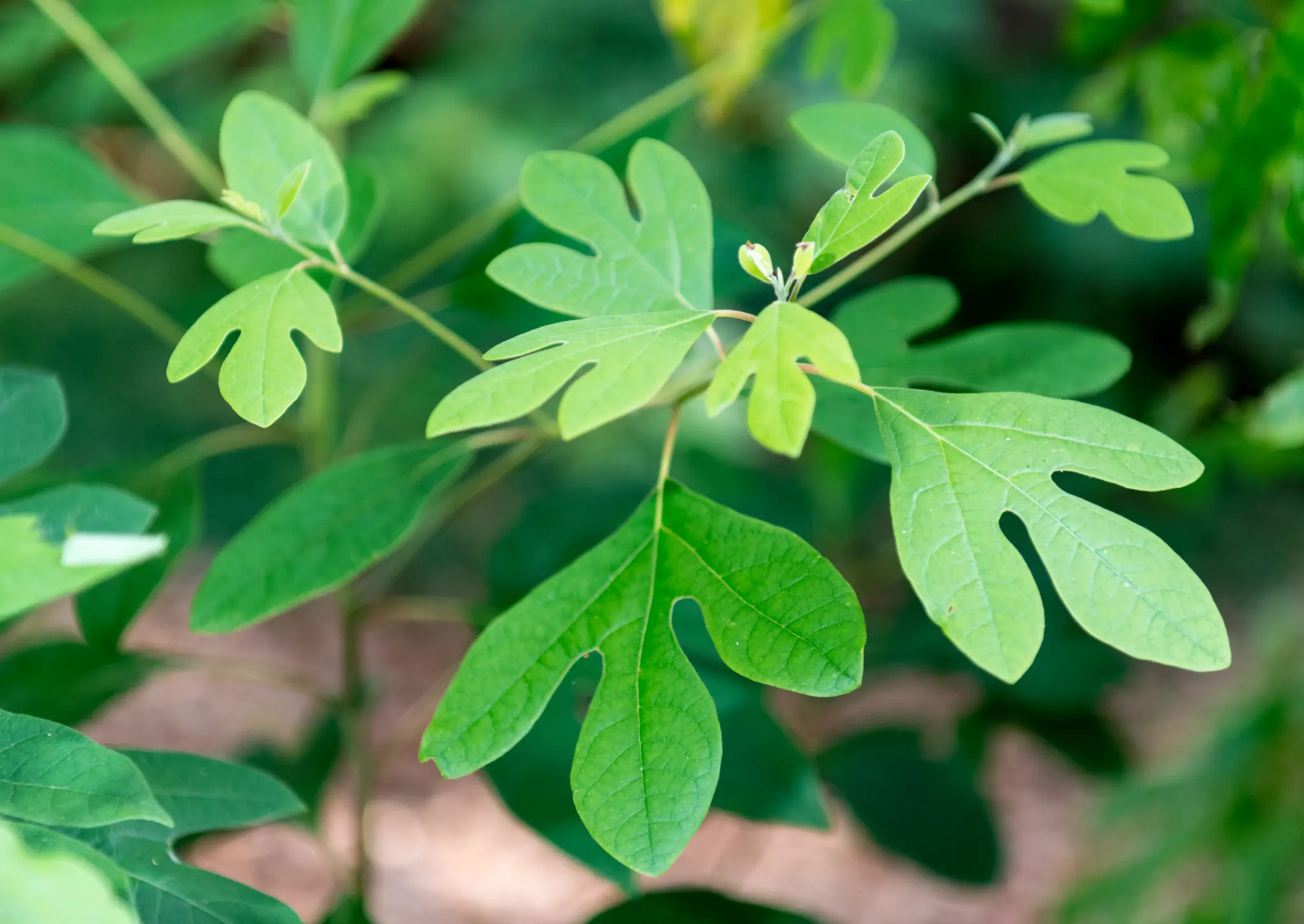 Feuillage vert d’un sassafras